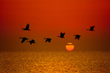 Sunrise Flight