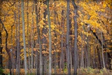 Autumn Forest