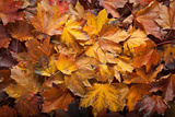 Forest Floor
