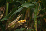 Midwest Harvest