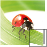 Ladybird in Workout