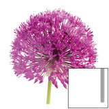 Purple Allium I