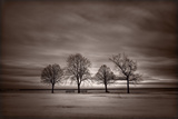Four Trees