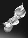Three Calla Lilies