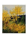 Brooms Shrubs