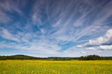 Northern Wisconsin Field