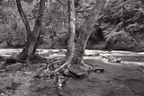 Maple Trees In Pigeon Forge River BW