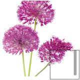 Purple Allium II