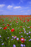 Poppy Field Uk