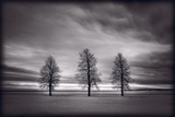 Three Trees