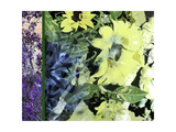 Sunflower Series Pale Yellow