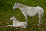 Horse Foal