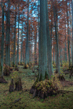 Cypress Trees In Heron Pond