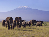 Kilimanjaro Elephants