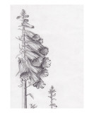 Foxglove
