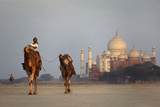 Taj Mahal Camels