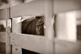Horse Through Fence Kentucky