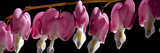 Bleeding Heart Flowers