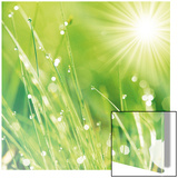 Lush Morning Grass