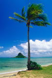 Kaneohe Bay Palm Tree  Hawaii