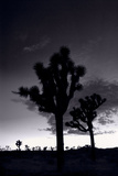Joshua Tree Silhouettes BW