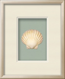 Irish Deep Shell - Sea Foam (Beachcomber Collection)