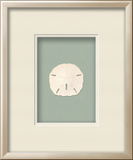 Sanddollar - Sea foam (Beachcomber Collection)