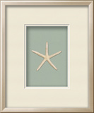 Starfish - Sea Foam (Beachcomber Collection)