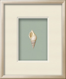 Baby Tibia Shell - Sea Foam (Beachcomber Collection)