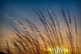 Prairie Grass Sunset