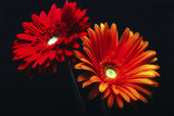 Two Luminous Daises