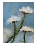 Queen Anne Lace