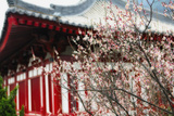 Japanese Plum Tree Blossom