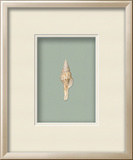 Fusinus Shell - Sea Foam (Beachcomber Collection