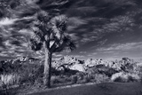 Joshua Tree Sunrise BW
