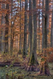 Heron Pond Dawn