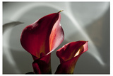 Zantedeschia - Red