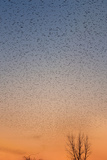 Mississippi Flyway