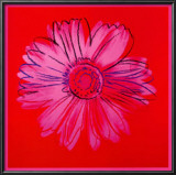 Daisy  c1982 (Crimson and Pink)