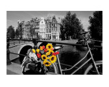 Tulips from Amsterdam