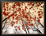 Bare Branches and Red Maple Leaves Growing Alongside the Highway