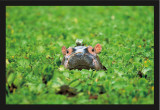 Bio- Hippopotamus