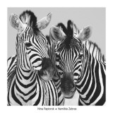 Namibia Zebras