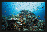 Depths  Blue Sea
