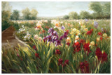 Fields of Iris