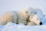 Polar Bears