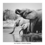 Namibia Elephants