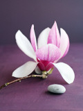 Magnolia et Caillou