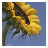 Sunflower III