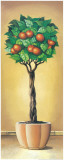 Mandarin Tree
